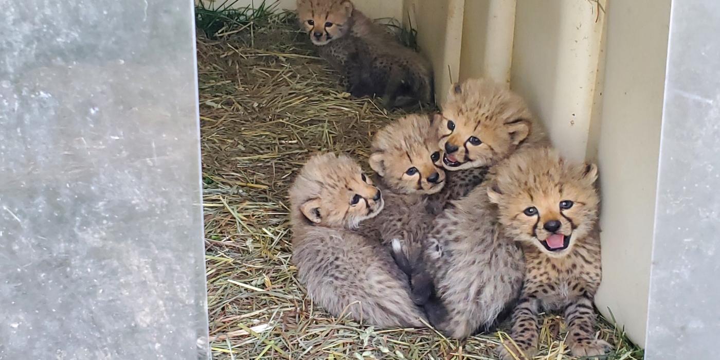 Four almost-1 month old cubs huddle together inside a den enclosure. In the foreground are some clear plastic flaps, which were pulled aside to see the cubs. There's a fifth cub laying in the back of then. All five cubs are looking toward the camera.