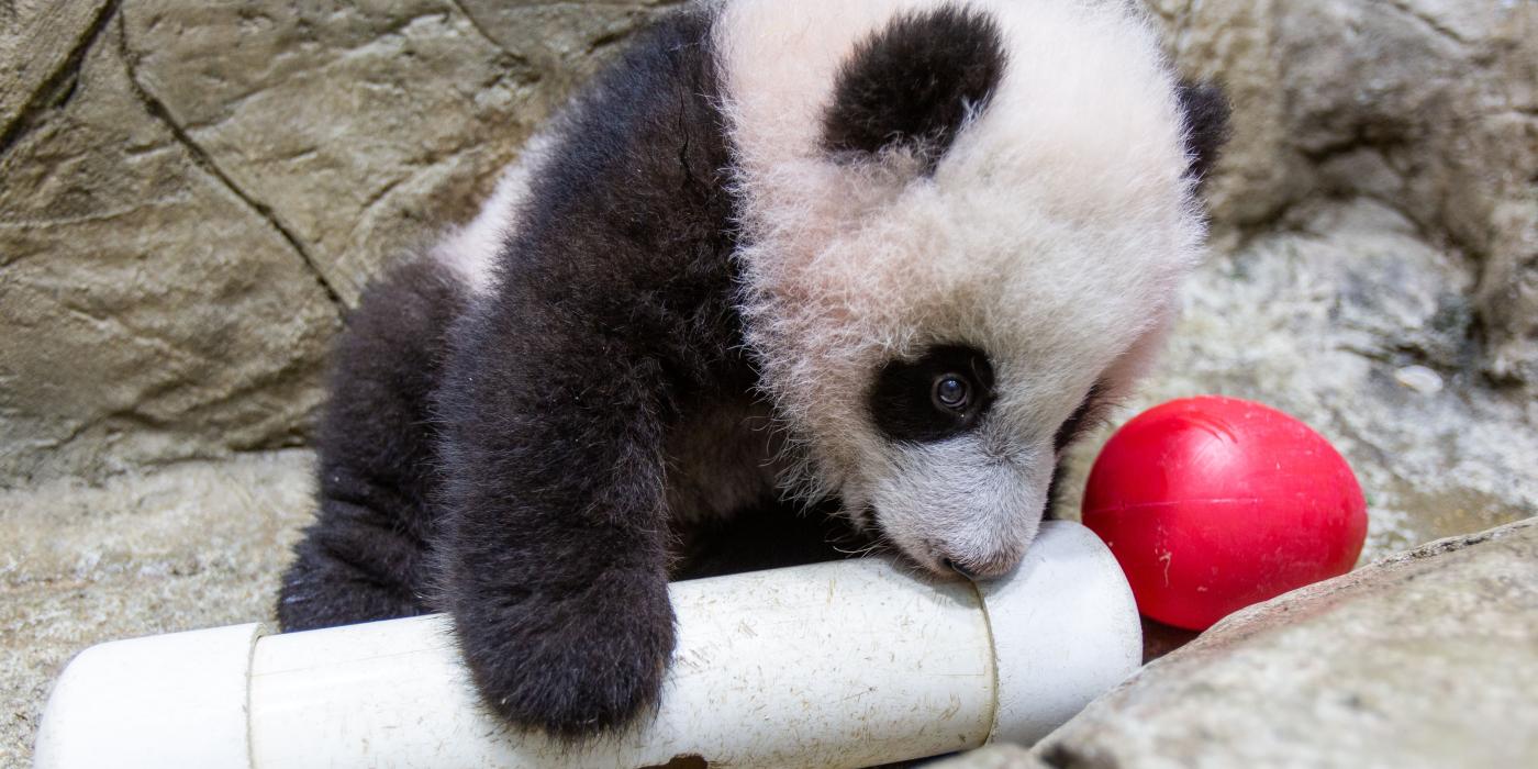 Giant panda cub Xiao Qi Ji gnaws on an enrichment puzzle feeder. 