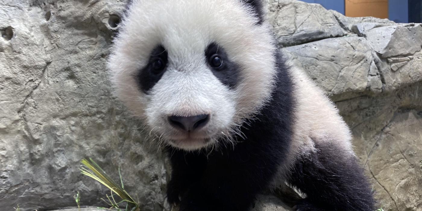 Giant panda cub Xiao Qi Ji climbs the rockwork in his habitat on Jan. 14, 2021. 