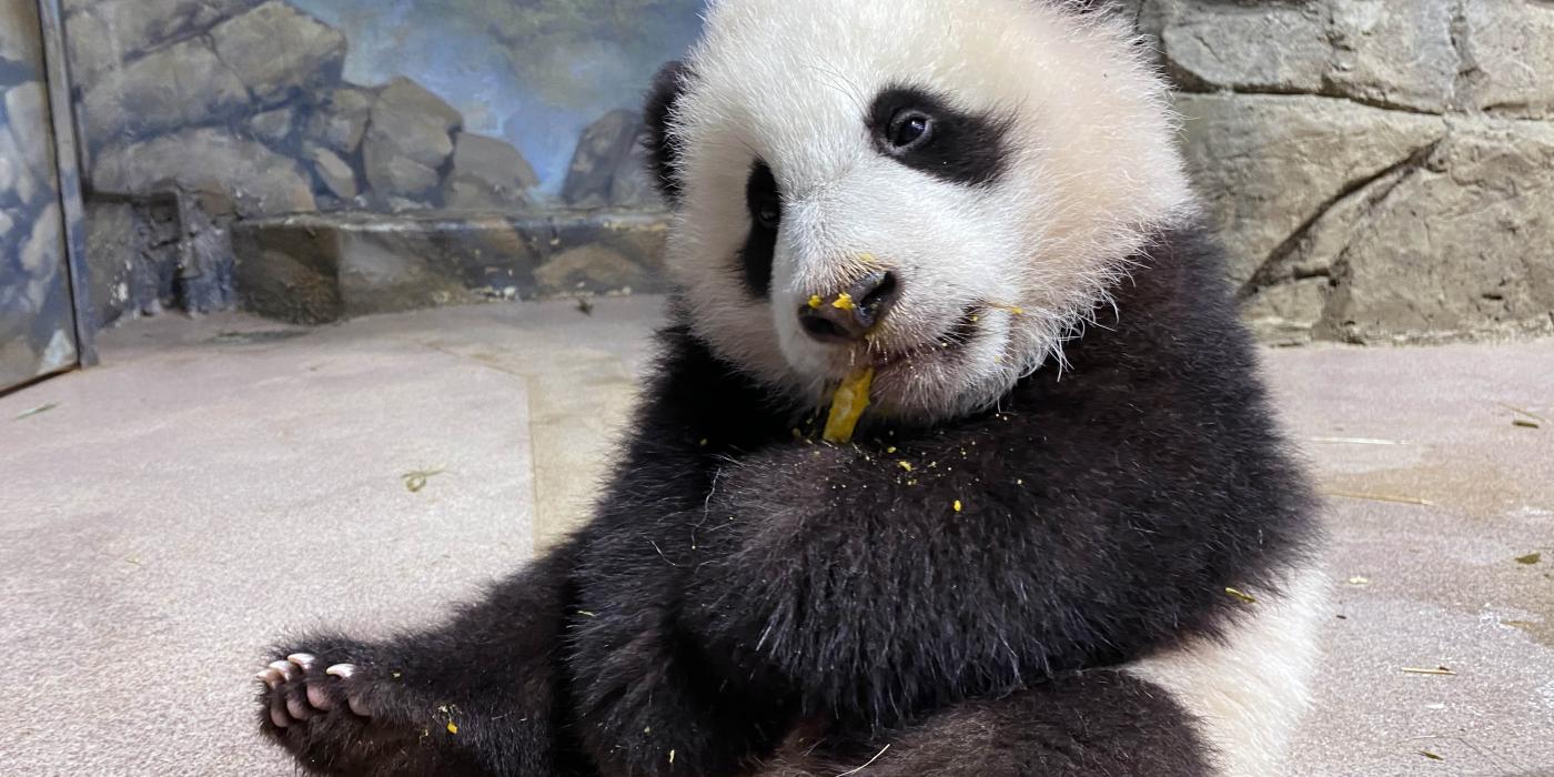 Five-month-old giant panda cub Xiao Qi Ji takes his first taste of cooked sweet potato Jan. 21, 2021.