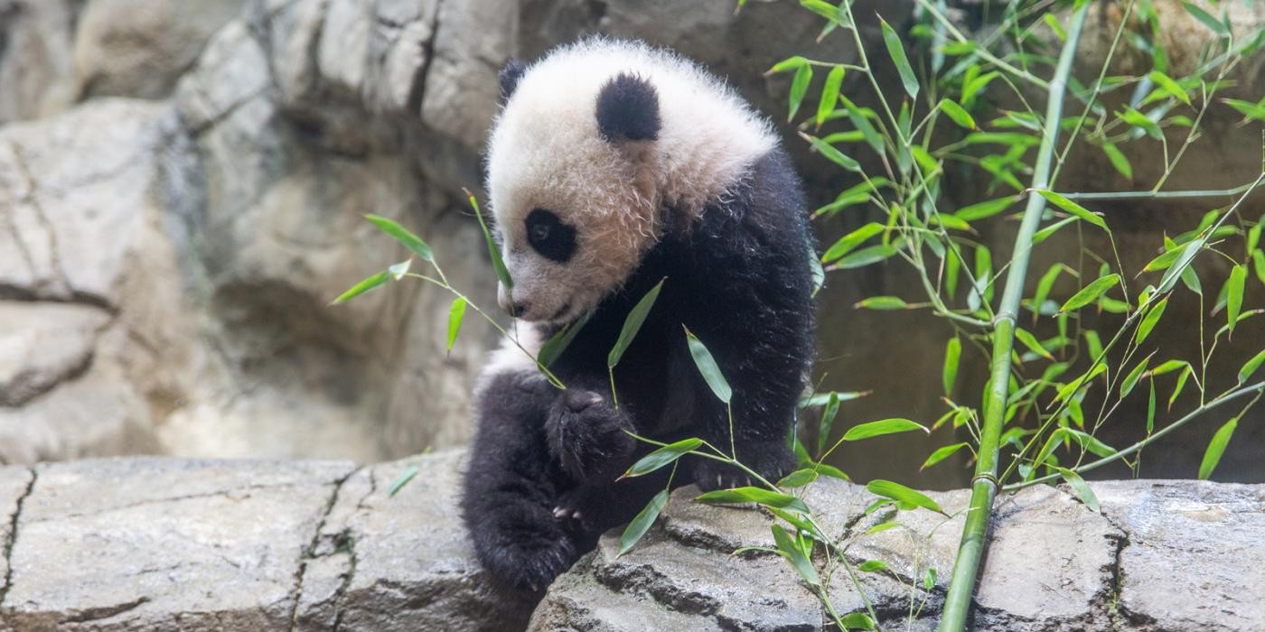 Jan. 27 | Giant panda cub Xiao Qi Ji is beginning to sample new foods, including bamboo, sweet potatoes and nutrient-fortified biscuits.