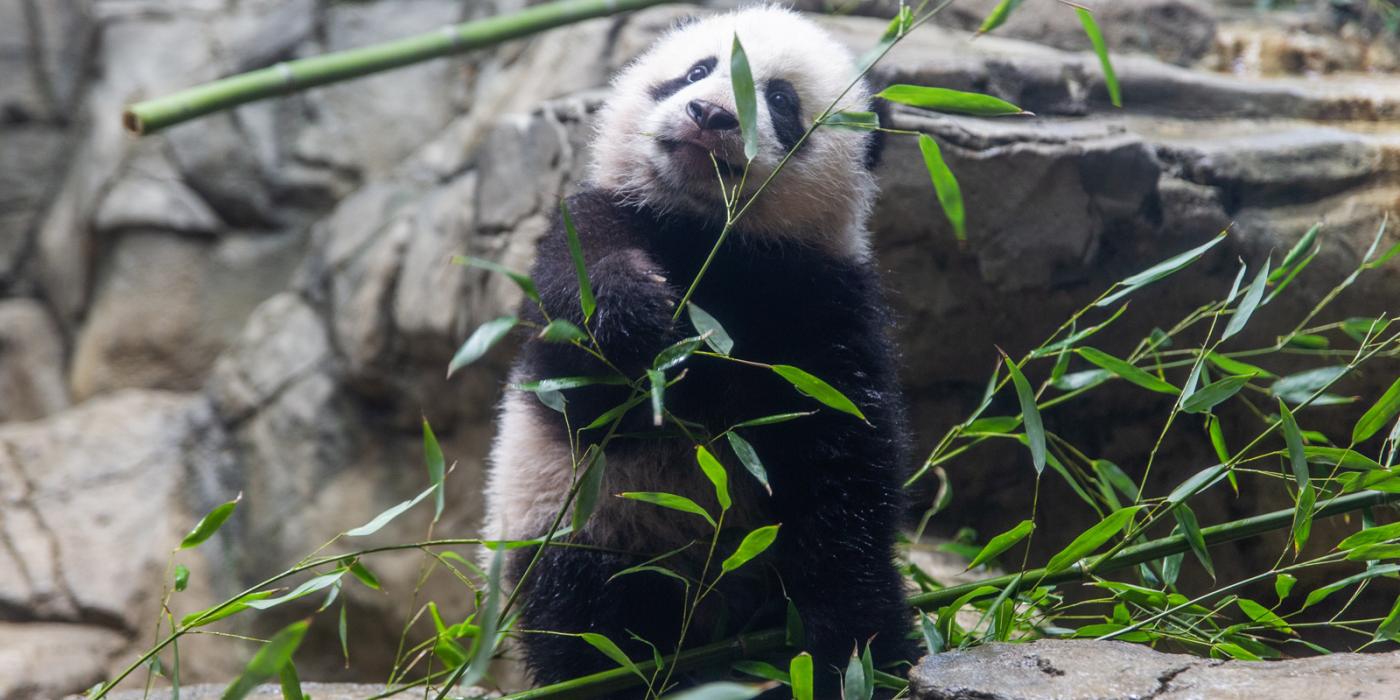 Jan. 27 | Giant panda cub Xiao Qi Ji had his first taste of bamboo this week!