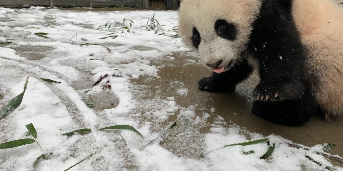 A giant panda cub stands in an area covered in a light dusting of snow and some scattered bamboo leaves.