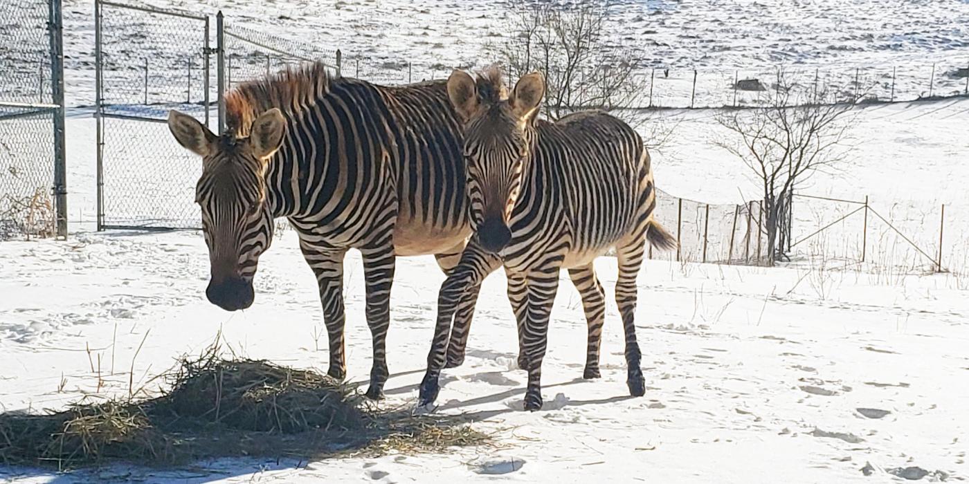 Hartmann's mountain zebra Mackenzie and her son Yipes in the snow.