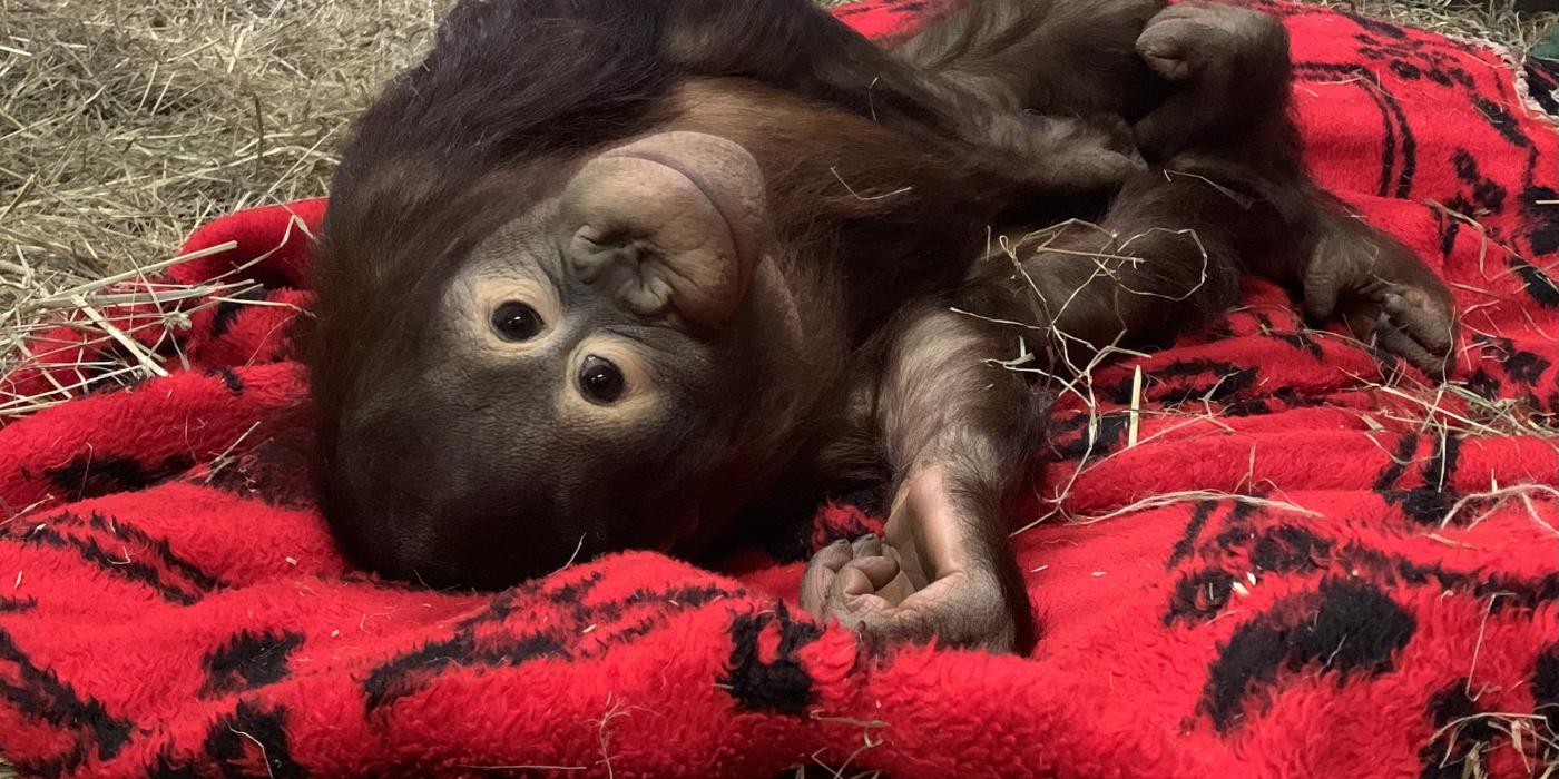 Bornean orangutan Redd rests atop a nest of hay covered with a blanket.