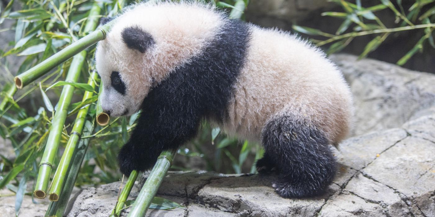 Five-month-old giant panda cub Xiao Qi Ji crawls over a pile of bamboo on the rockwork in his indoor habitat.