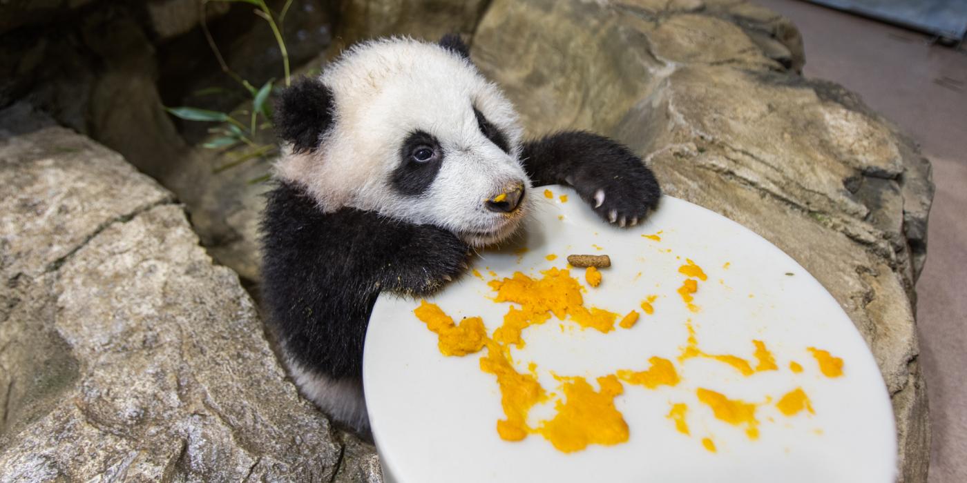 A giant panda cub sits on rockwork, holding onto a large "plate" covered in cooked sweet potato