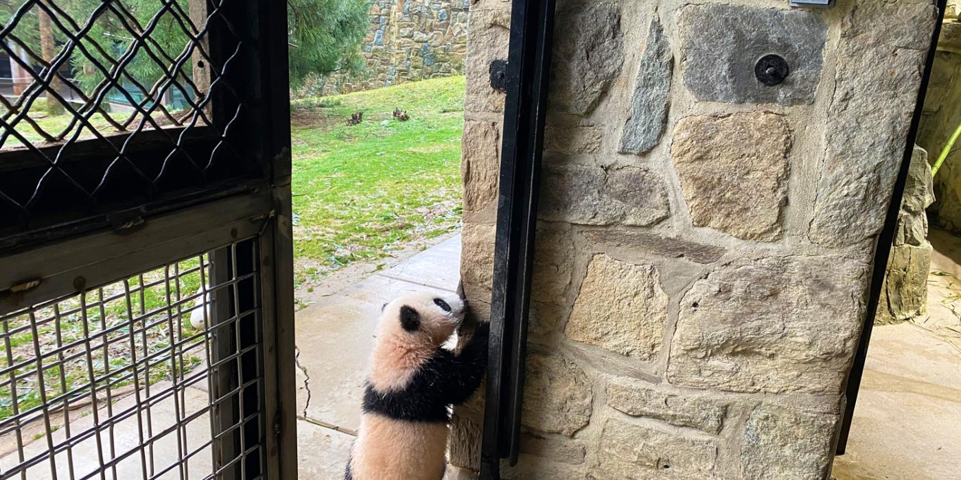 Giant panda cub Xiao Qi Ji stands on his hind legs and sniffs the stone wall of the panda house, as he explores outside for the first time.