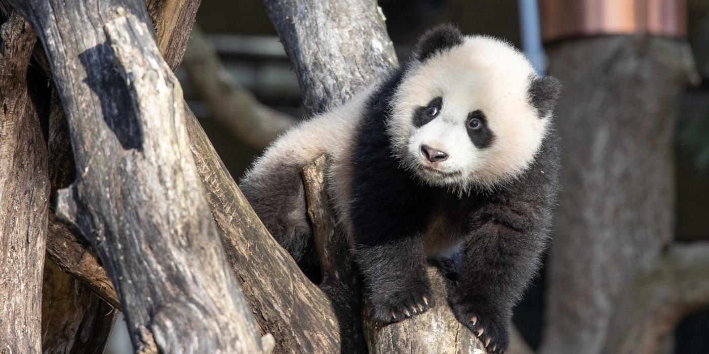 Giant panda cub Xiao Qi Ji climbs atop a structure made of criss-crossed logs.