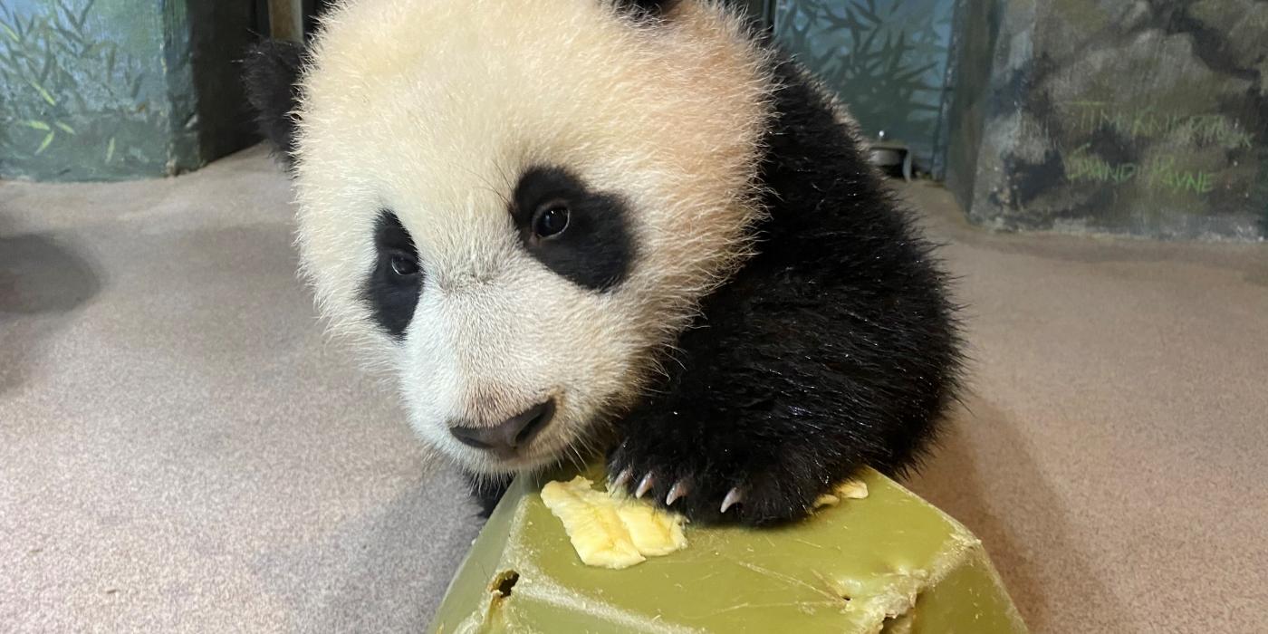 Giant panda cub Xiao Qi Ji paws at a piece of banana on top of a green enrichment toy. 