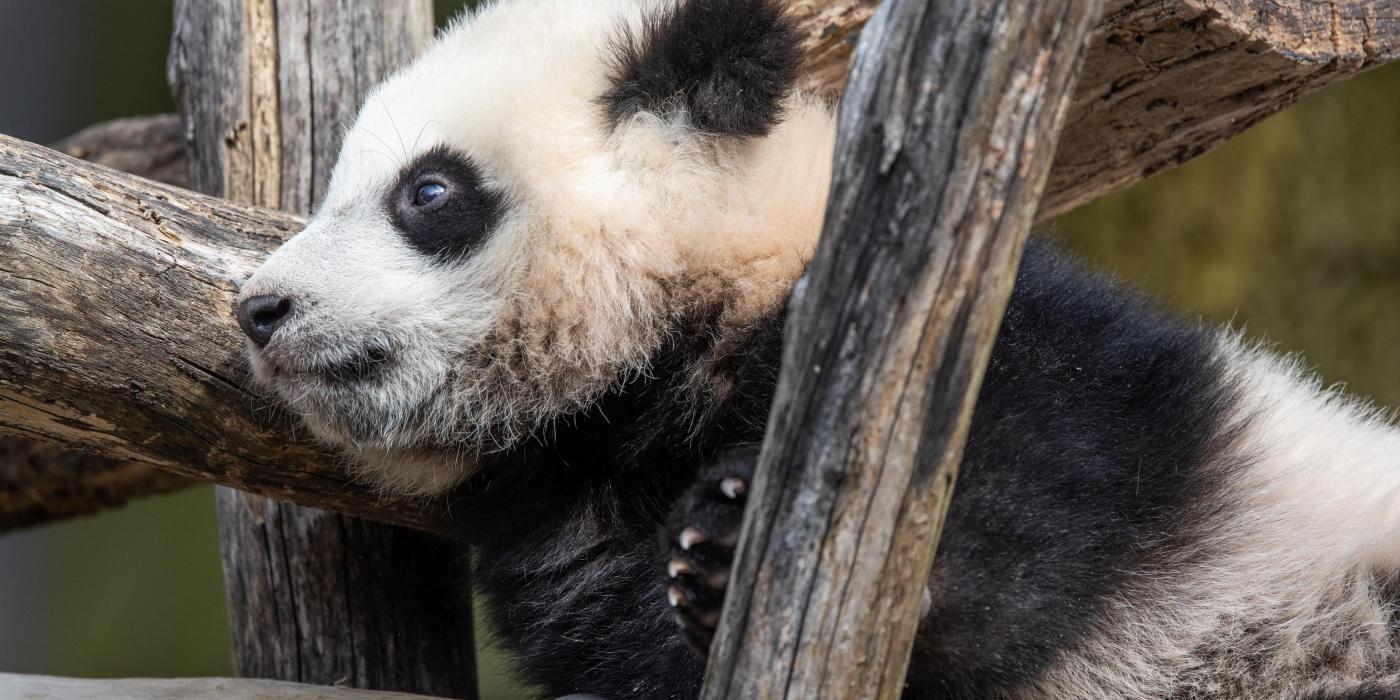 Giant panda cub Xiao Qi Ji lays on his hammock and looks out into his exhibit.