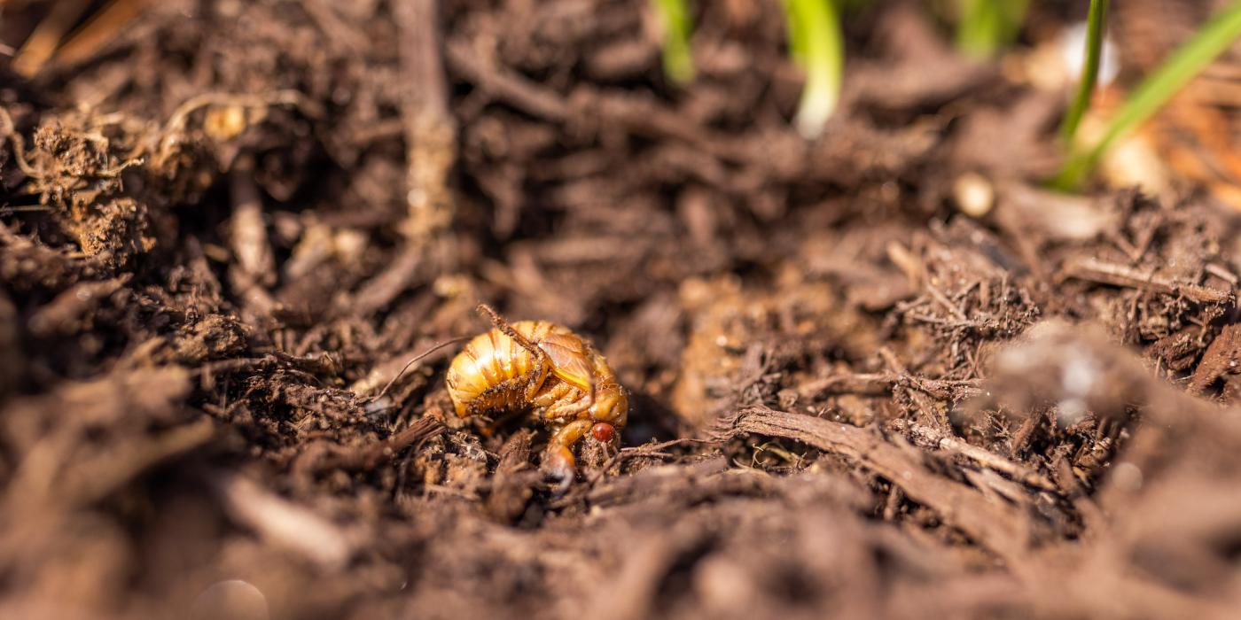 Brood X cicada nymph 