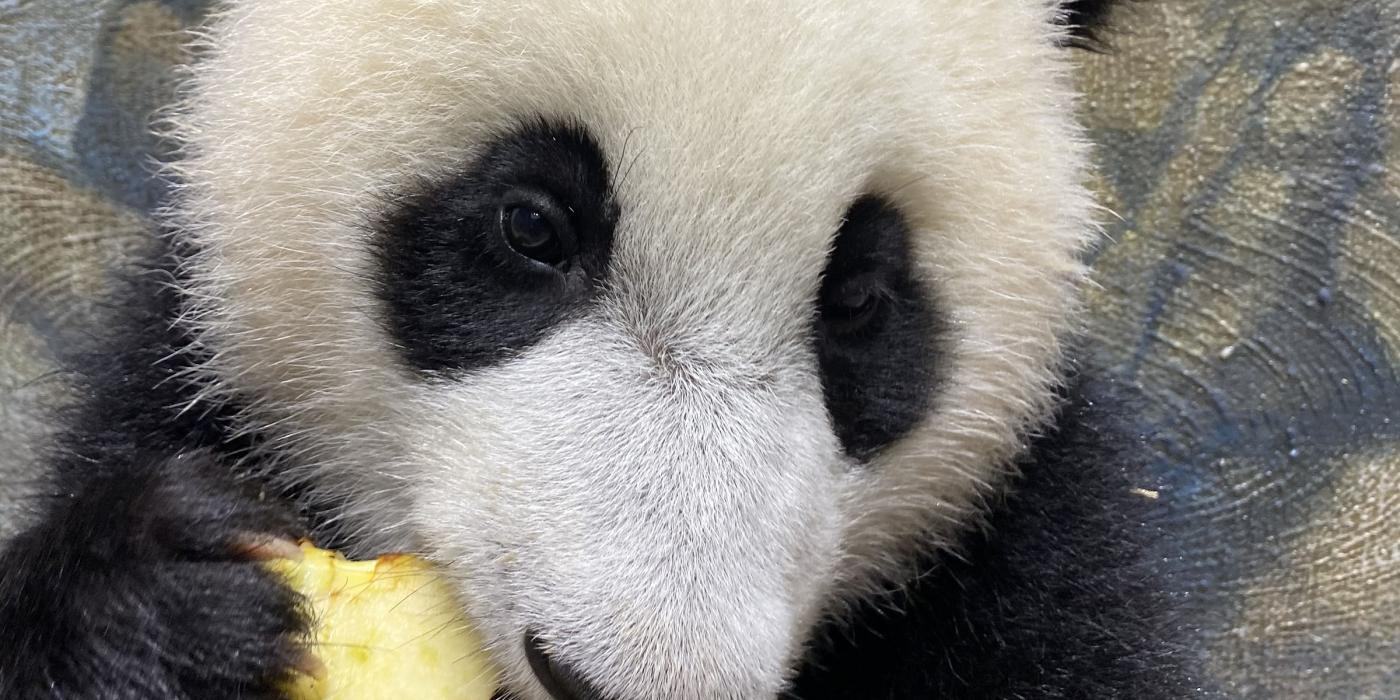 Giant panda cub Xiao Qi Ji eats an apple. 