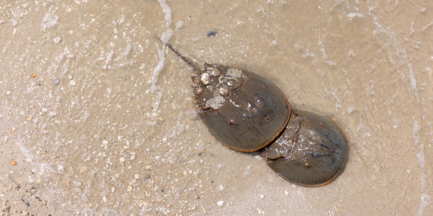 An aerial photo of two horseshoe crabs on the sand in shallow tidal waters