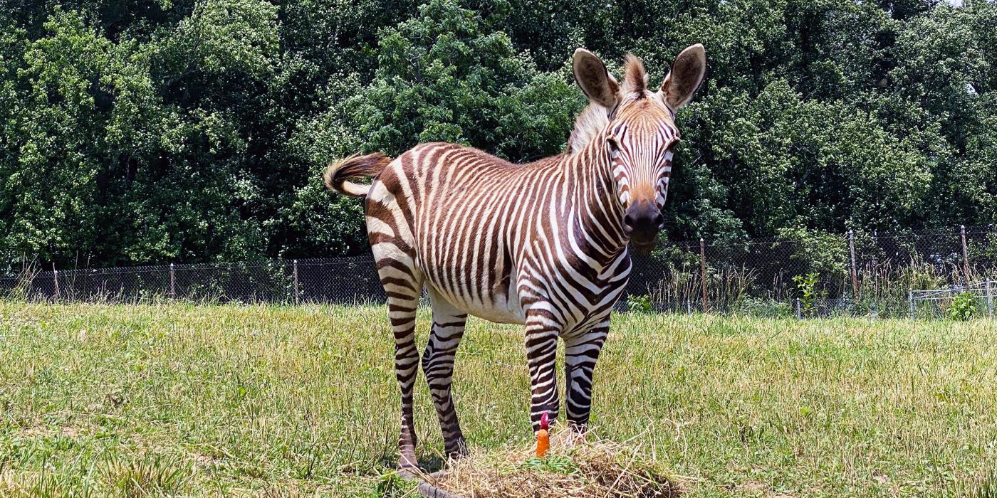 Hartmann's Mountain Zebra Yipes celebrates his first birthday with a "cake" made of hay, grass, browse, carrots and apples.