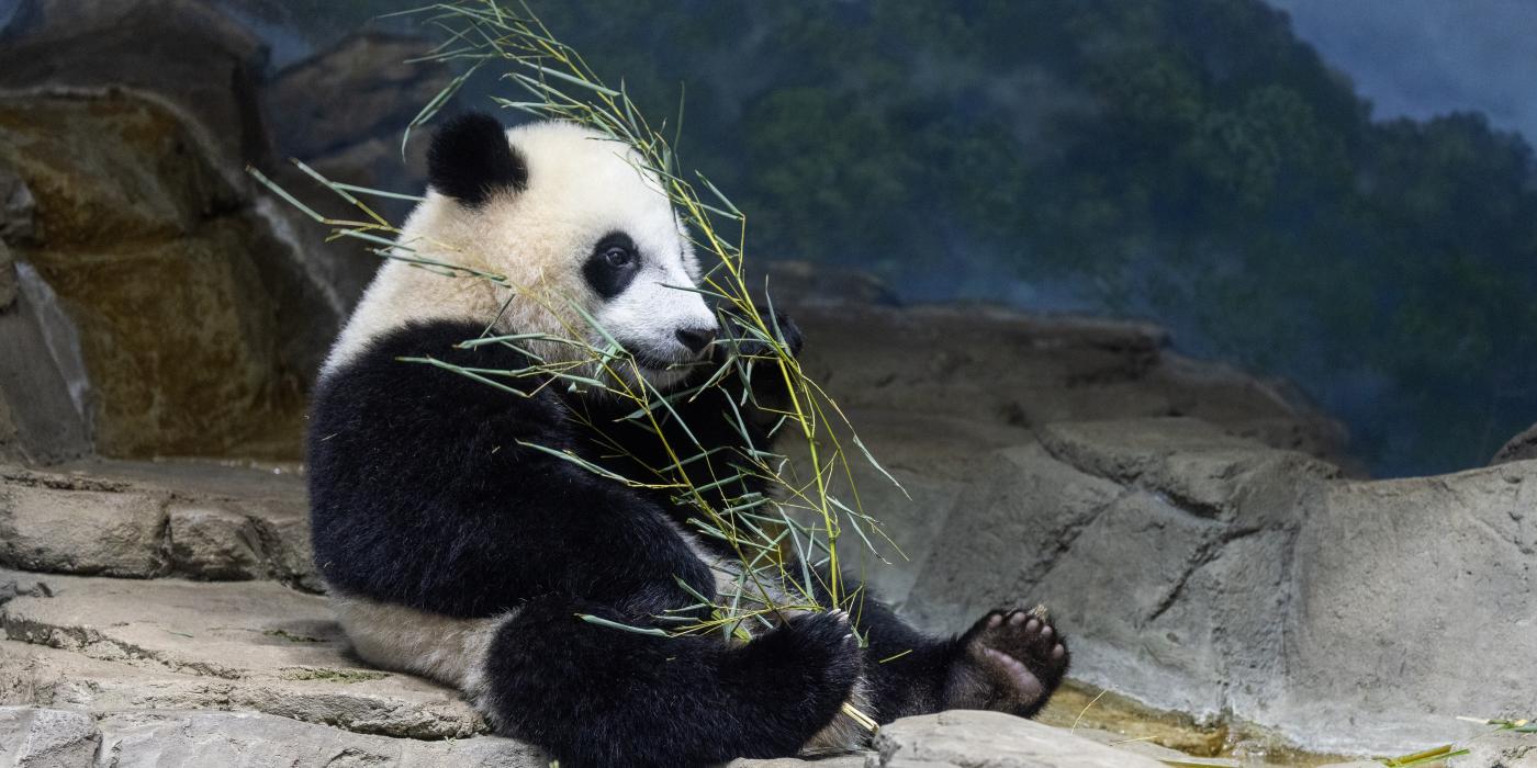 Giant panda cub Xiao Qi Ji sits on rockwork indoors eating a leafy branch