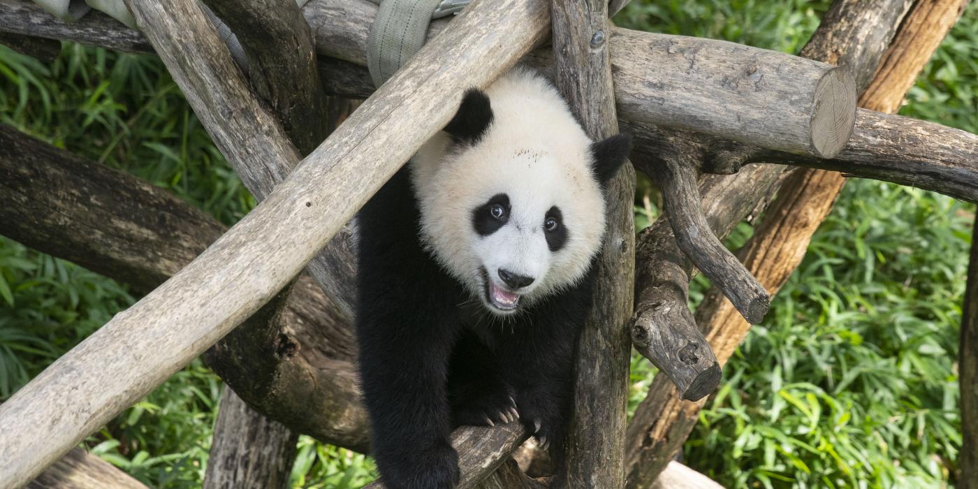 Giant panda cub Xiao Qi Ji stands on the wooden play structure, looking at the viewer.