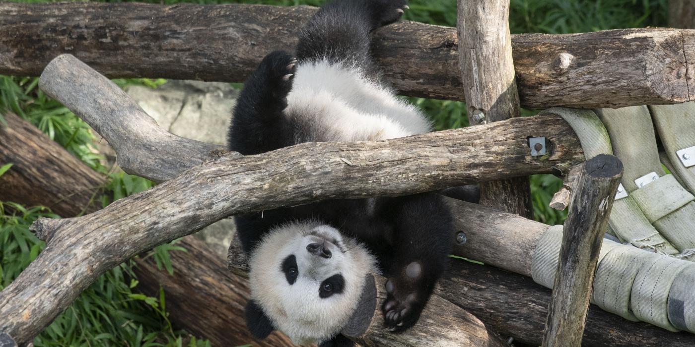 Giant panda cub Xiao Qi Ji holds onto the wooden play structure, upside-down