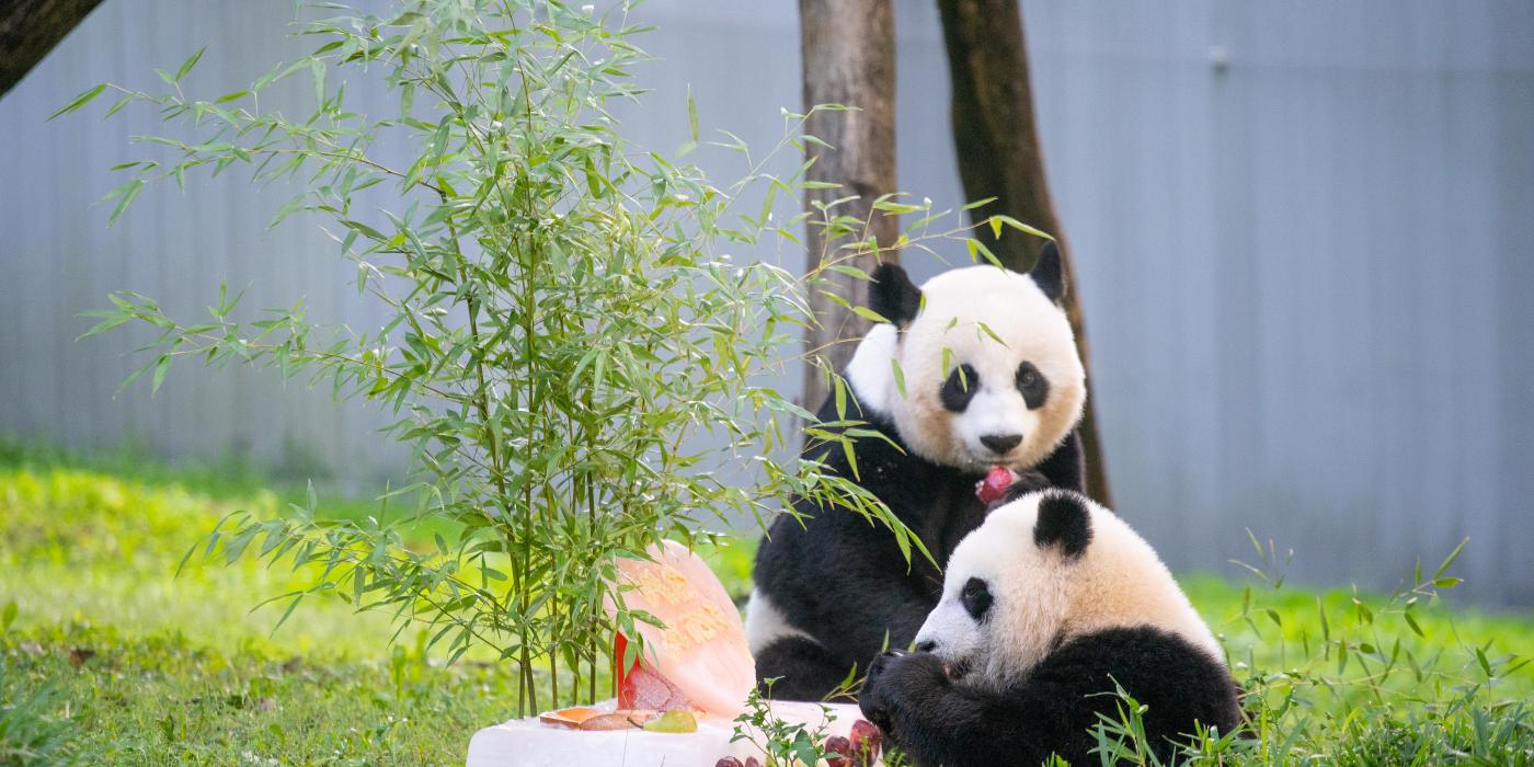 Giant pandas Xiao Qi Ji (foreground) and Mei Xiang (background) celebrate Xiao Qi Ji's birthday with a panda-friendly fuitsicle cake. 