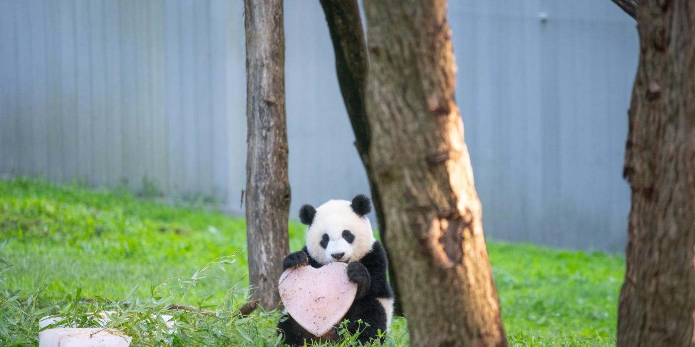 Giant panda Xiao Qi Ji holds a heart made of frozen diluted apple juice.