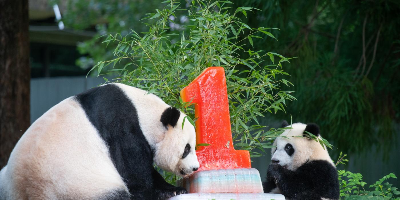 Giant pandas Mei Xiang (left) and Xiao Qi Ji (right) enjoy a fruitsicle cake in honor of Xiao Qi Ji's first birthday.