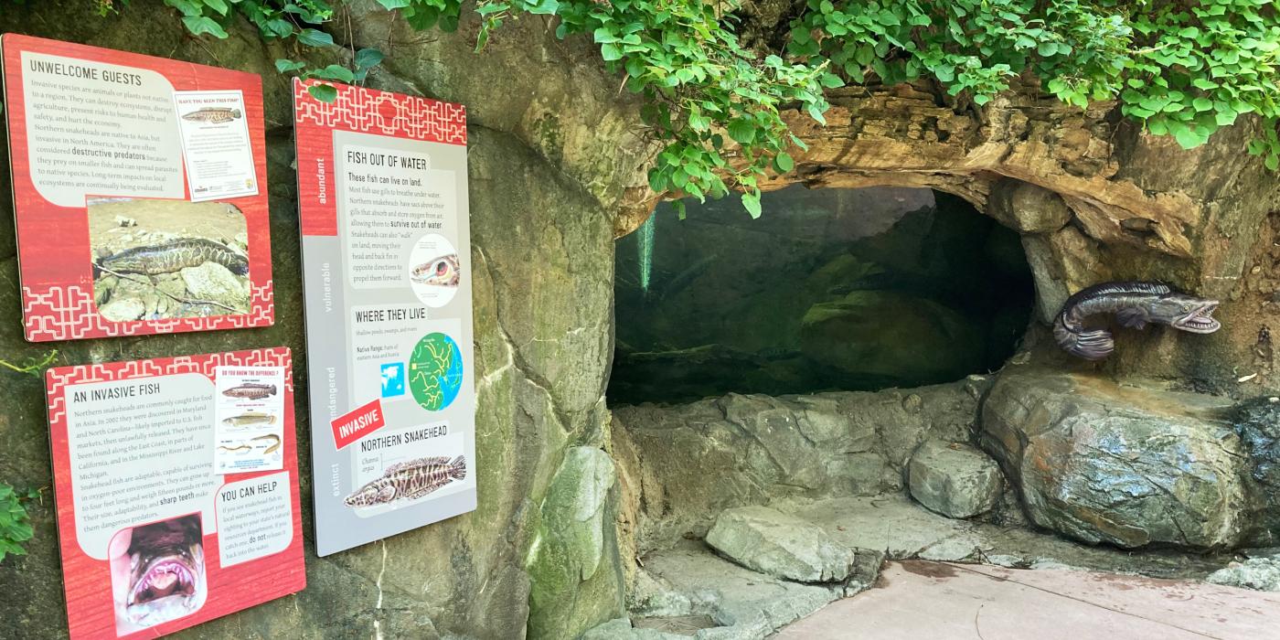 A wide-angle shot of the snakehead exhibit that include the exhibit panels, the animals' habitat and a life-size model of a snakehead fish.