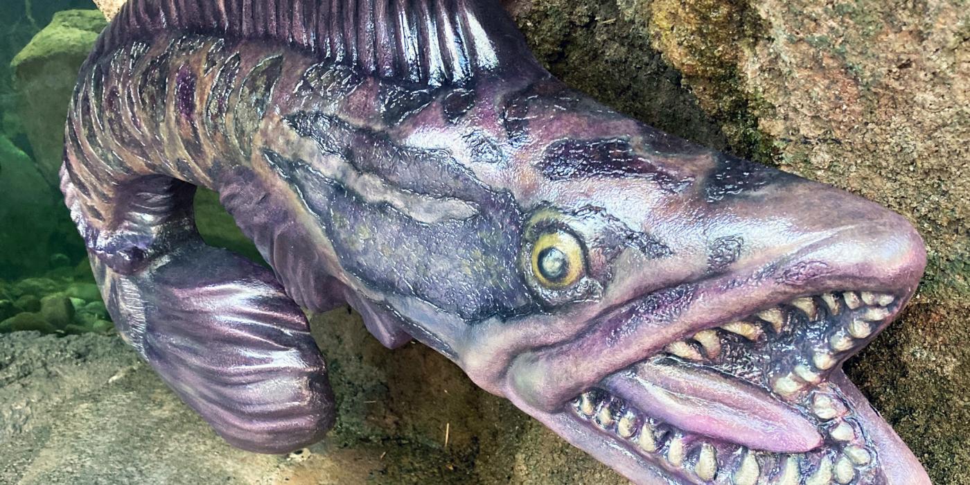 A close-up of a life-sized snake-head fish model. 