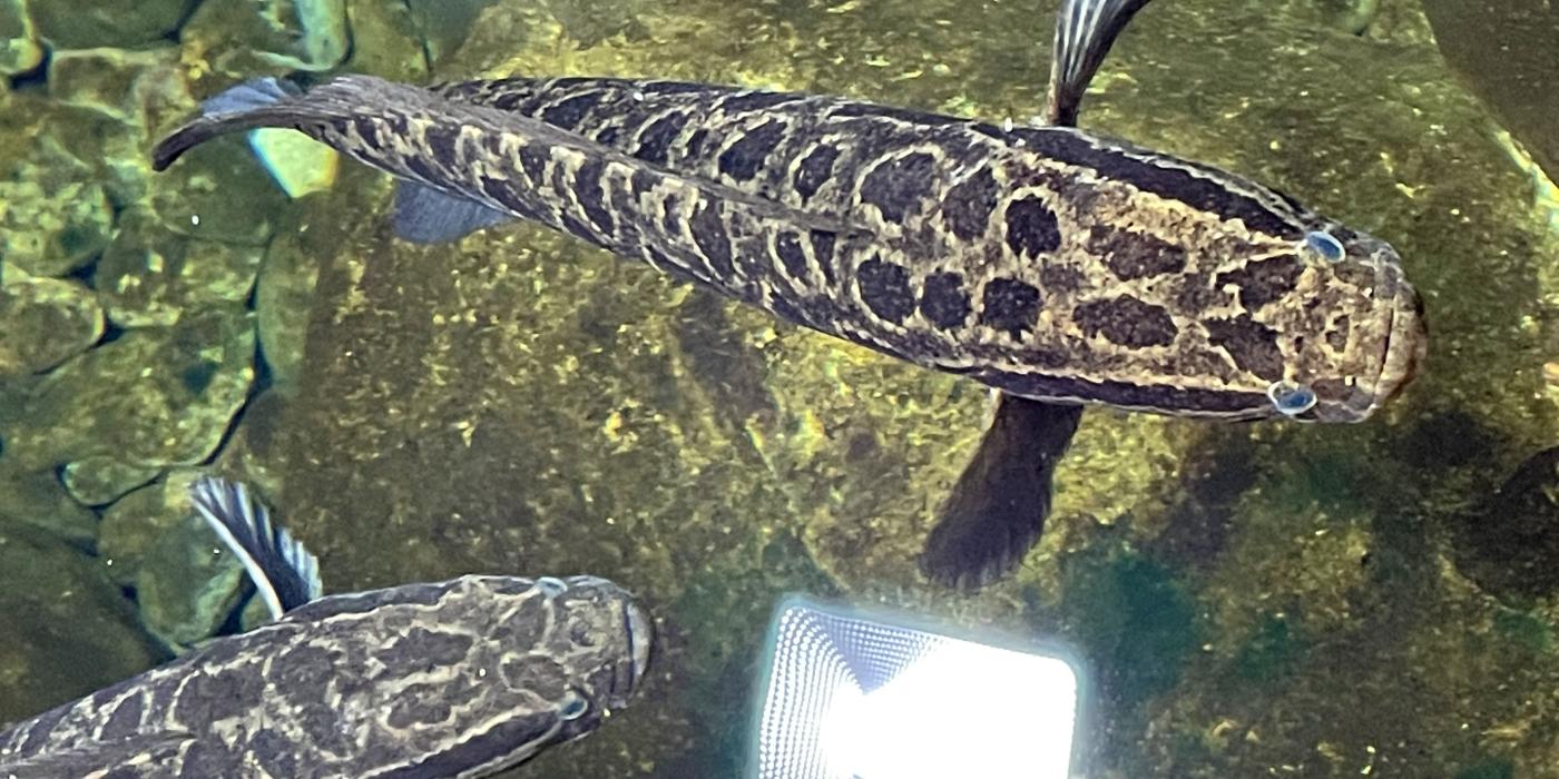 Two snakehead fish swimming