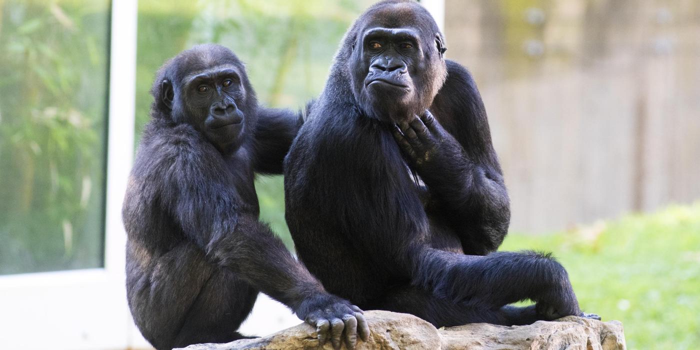 Gorillas Moke and Mandara sit atop a boulder in their outdoor habitat.