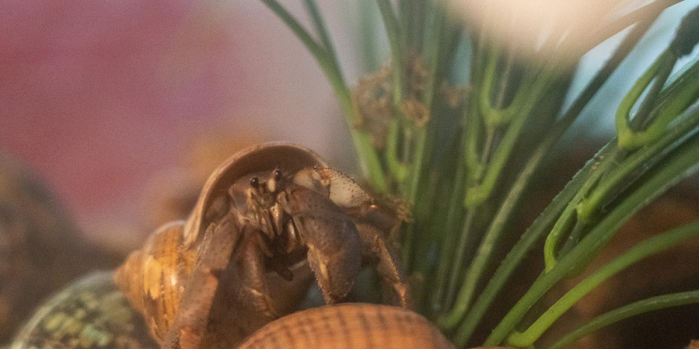 A hermit crab stands next to tall grass.