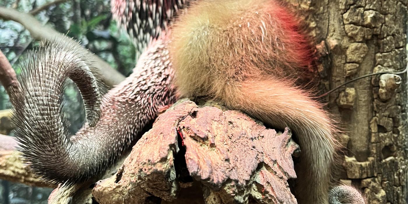 Prehensile-tailed porcupine Beatrix and her porcupette sit on a branch. 