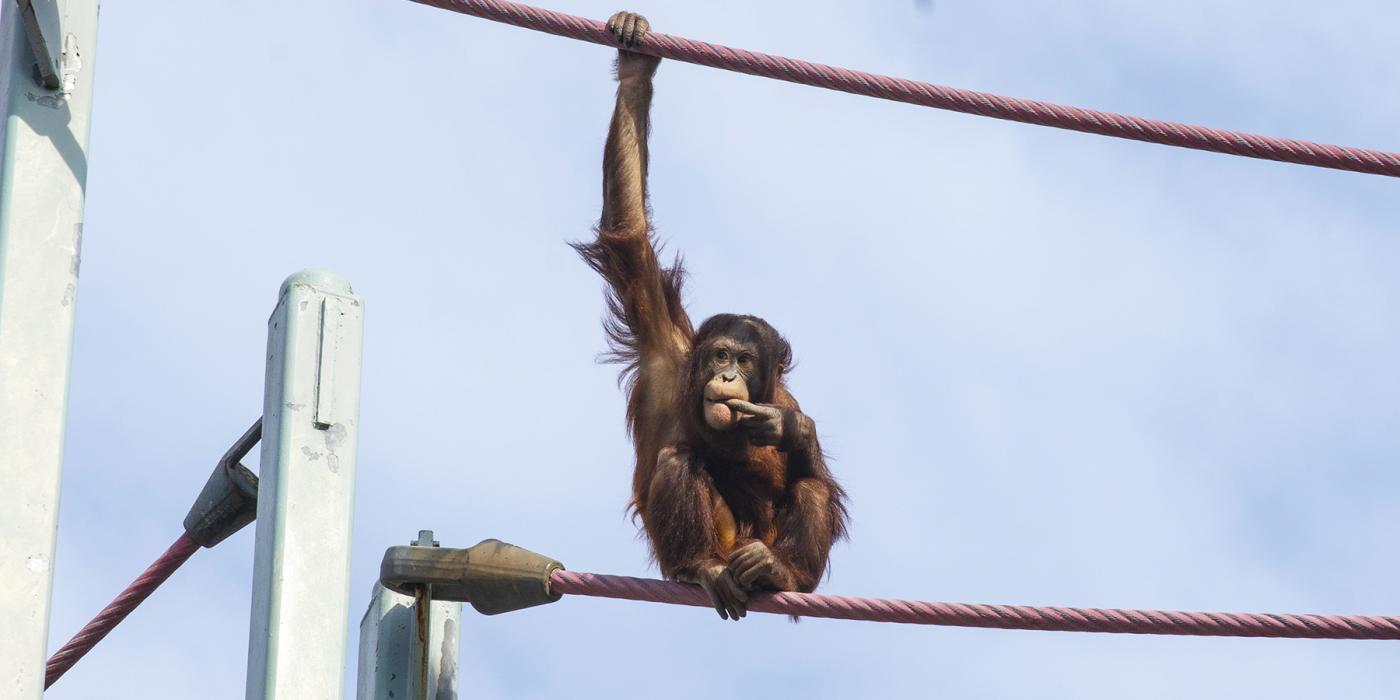 Orangutan Redd sits on the ropes of the O-Line. He is holding the top rope with his right hand. He has a cheeky expression, and has brought his left index finger to his mouth.