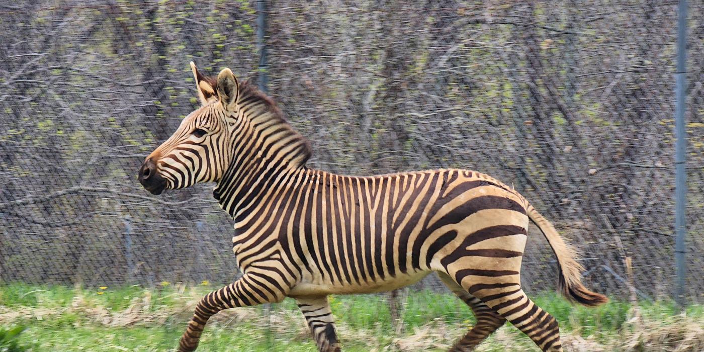 A zebra runs through a field