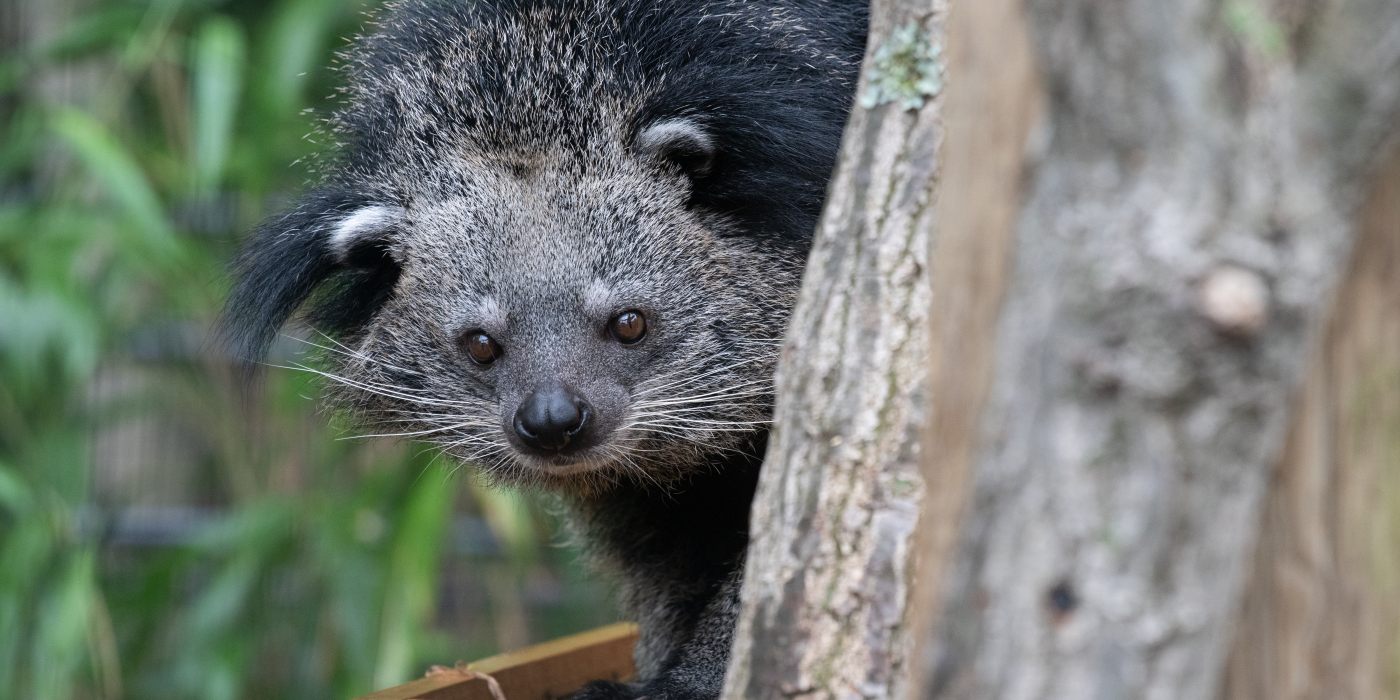 A binturong peeks its head out from behind a trunk of a tree. It's standing on a wooden box of sorts and there are leaves behind it.