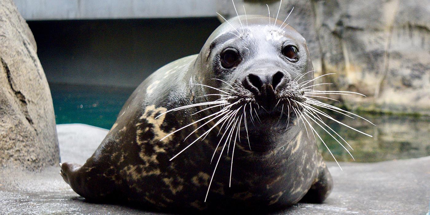 Harbor Seal Rabbit