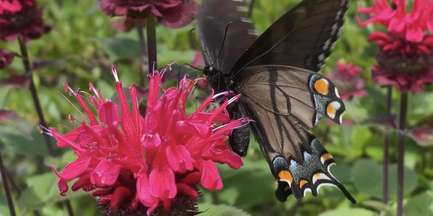 An eastern tiger swallowtail butterfly feeds on nectar from a flower. 