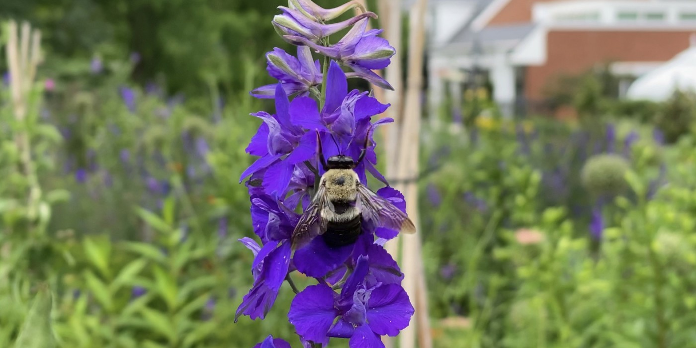 A yellow and black-colored carpenter bee perches atop a purple flower with green grasses and wildflowers behind it.