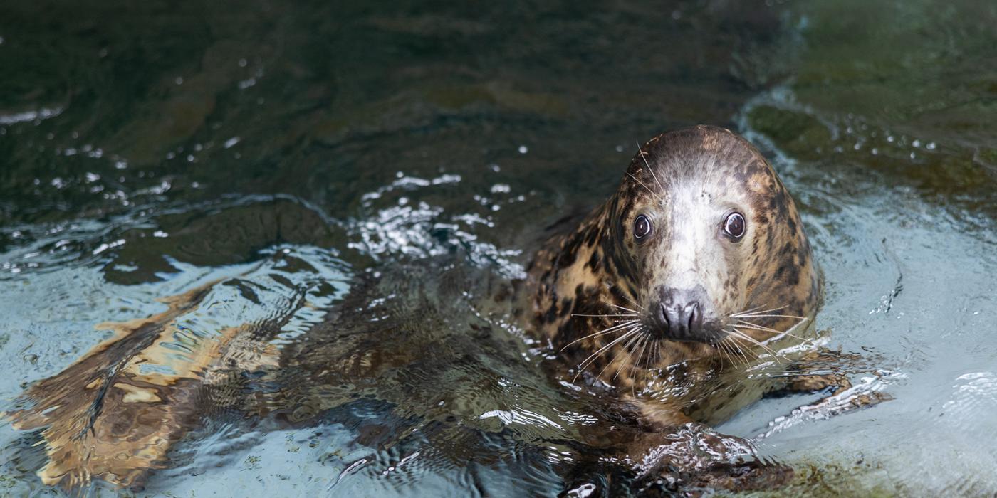 Gray seal Jo-Jo in a pool. 