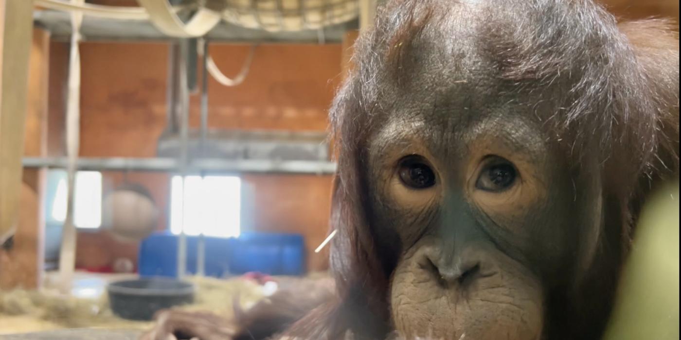 Bornean orangutan Redd in the Think Tank habitat.