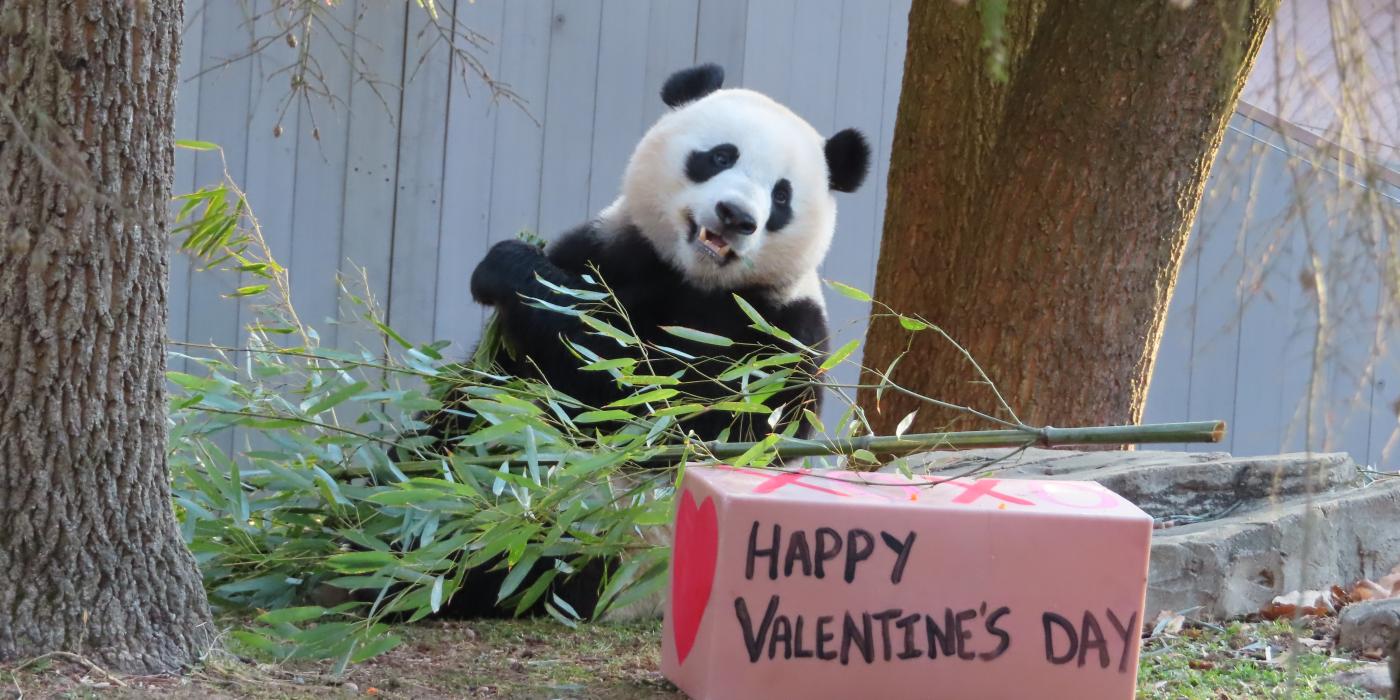 Xiao Qi Ji eats bamboo in his outdoor habitat. 