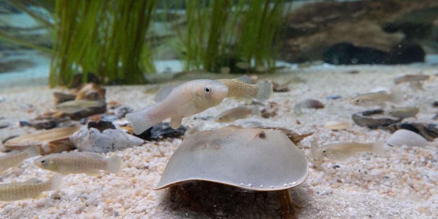 A horseshoe crab and mummichog fish in the Delaware Bay aviary.