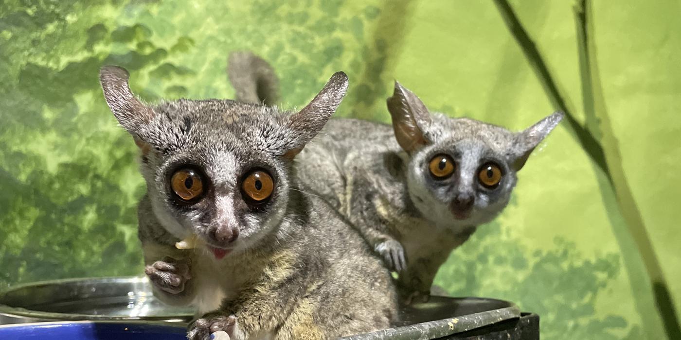 Southern lesser galago brothers Mopani (left) and Damara (right) eat from a food pan.