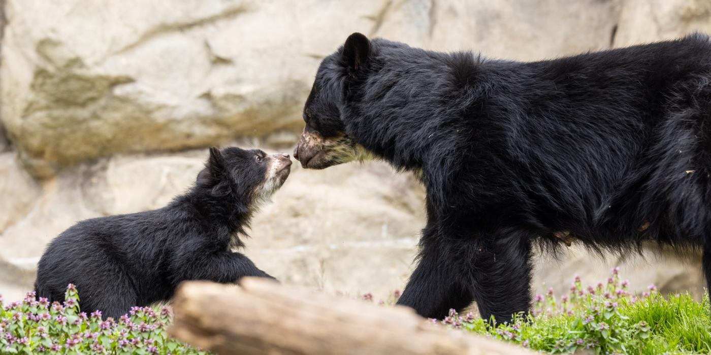 Andean bear mother Brienne and her 4-month-old cub explore their outdoor habitat on March 22, 2023.