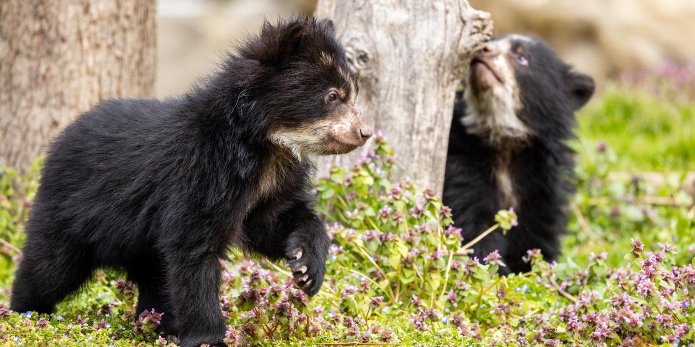 Andean bear cubs Sean (left) and Ian explore their outdoor habitat March 22, 2023. 