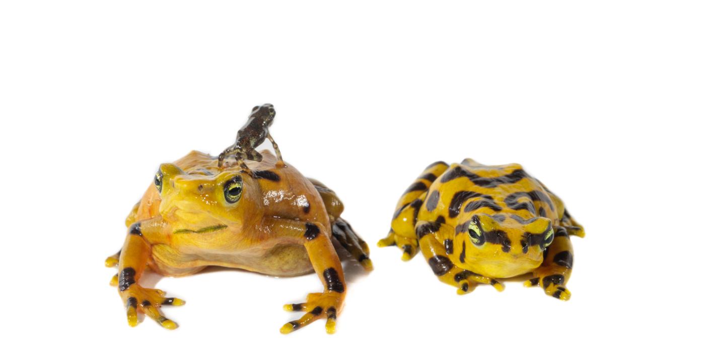 Panamanian golden frog mother, father and toadlet family portrait.