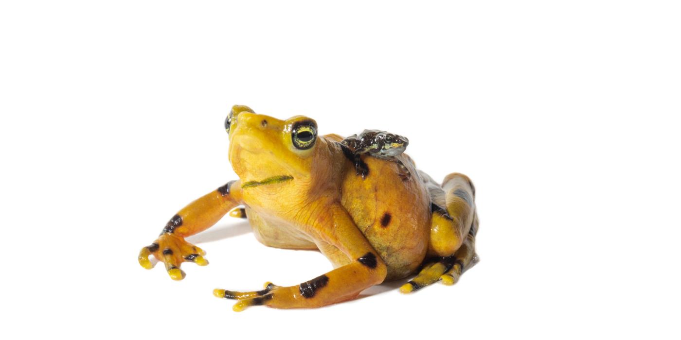 Panamanian golden frog mother and offspring on a white background. The toadlet is sitting on top of its mother's back.