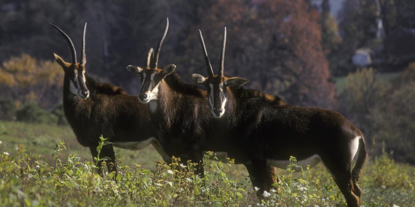 Three sable antelope standing in a field. 