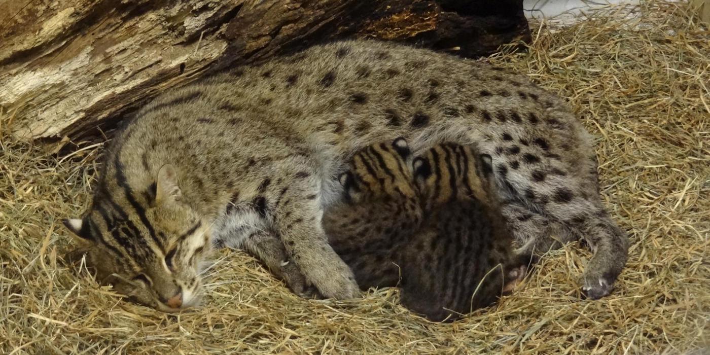 An adult female fishing cat named Elektra nursing her two kittens in a den covered with soft hay at the Smithsonian's National Zoo in 2012. 