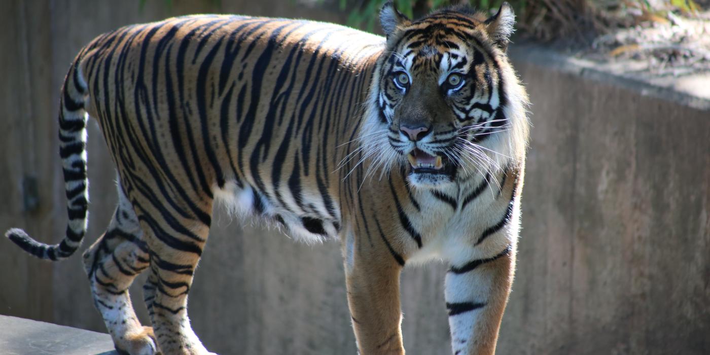 Sparky, the Zoo's male Sumatran Tiger.