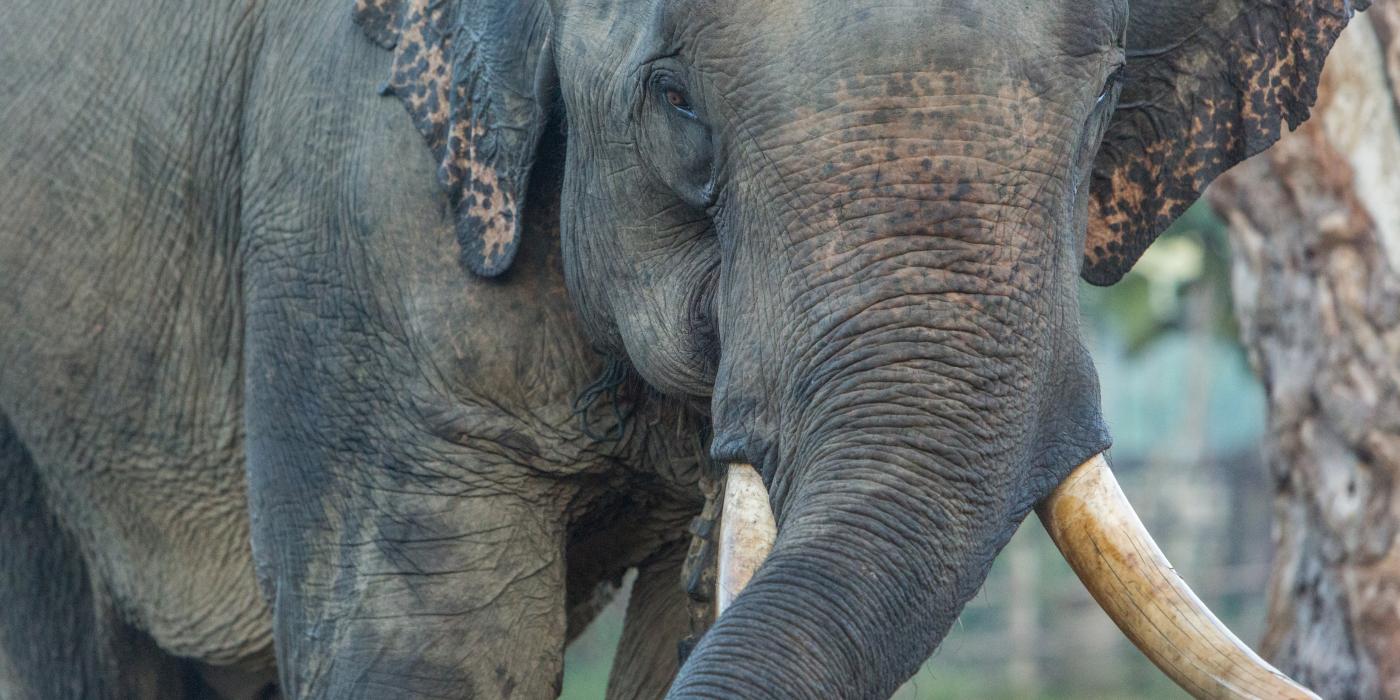 Male Asian elephant in Myanmar. 